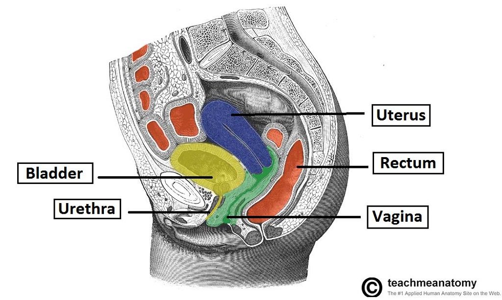 Vagina anatomy diagram