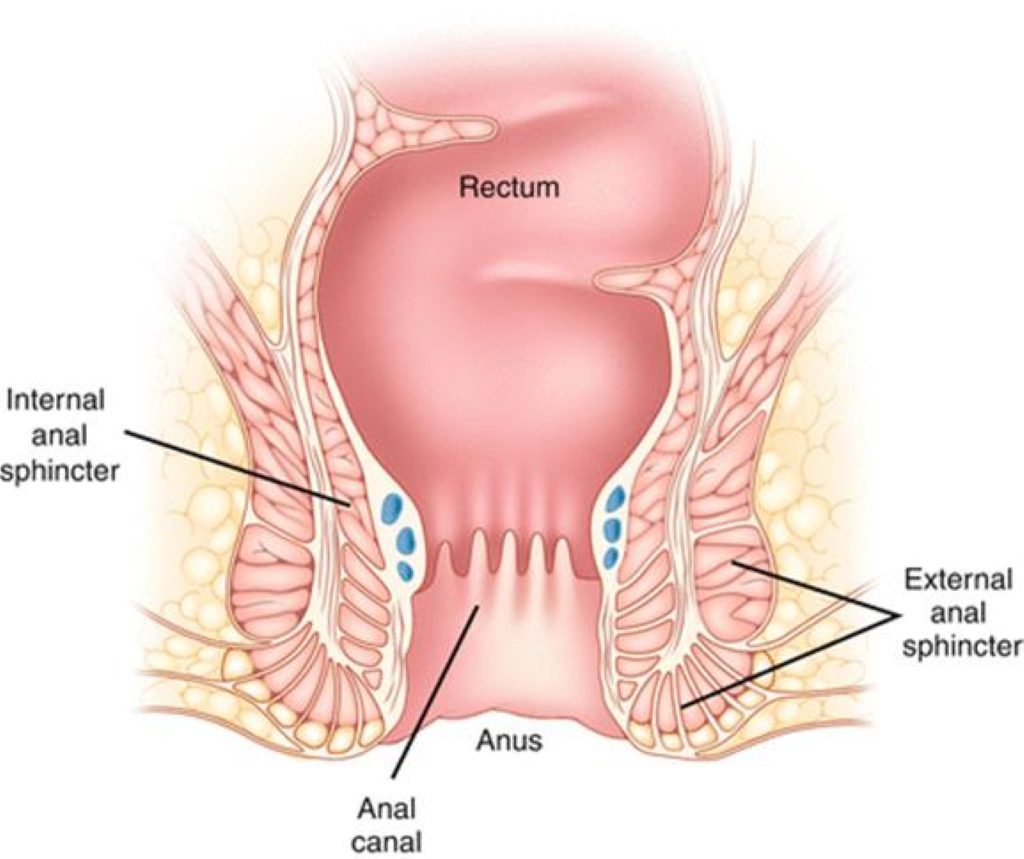 Anus, anal canal, sphincter muscles illustration big