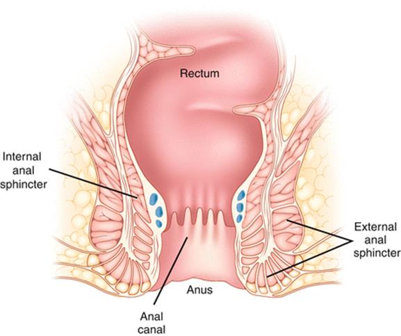 Anus, anal canal, sphincter muscles illustration - informed anal sex