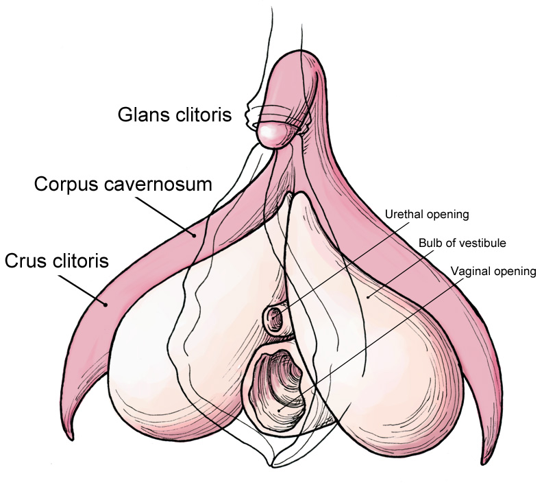 Clitoris anatomy labeled en