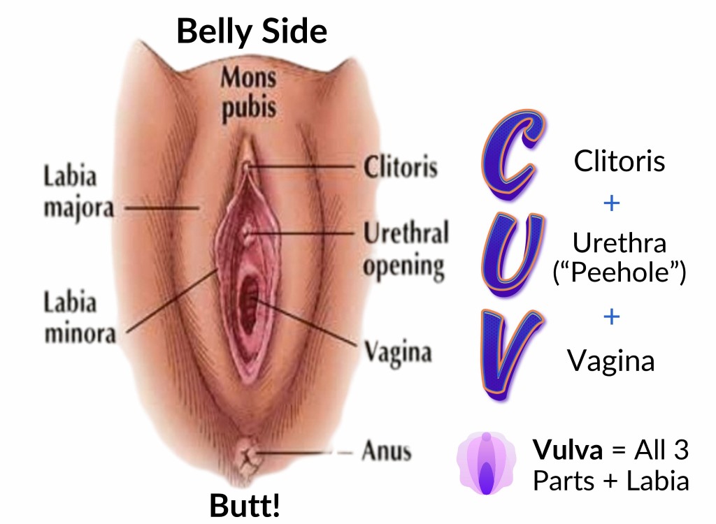 Vulva Diagram